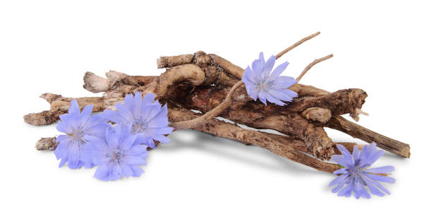 Prebiotic Foods: 7 Secret Weapons for a Thriving Gut Microbiome