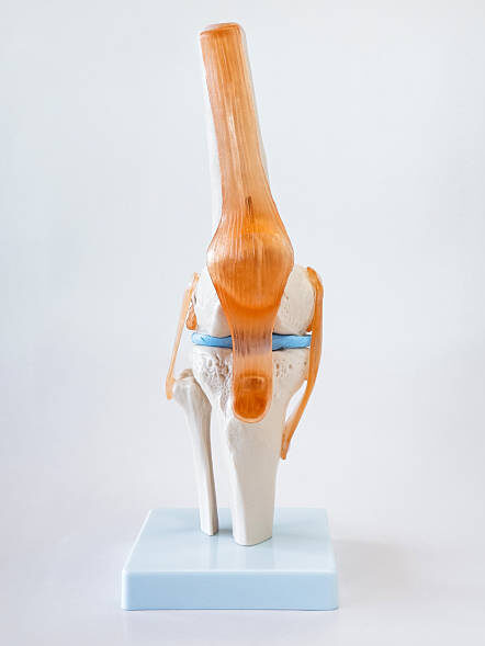 Joint Cartilage Warning: 7 Subtle Signs It's Changing During Midlife